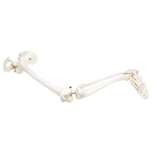 Load image into Gallery viewer, Anatomical Model - Loose Bones, Leg Skeleton with Hip (Wire) - Health Mart
