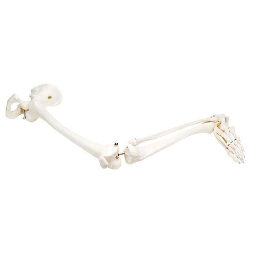 Anatomical Model - Loose Bones, Leg Skeleton with Hip (Wire) - Health Mart
